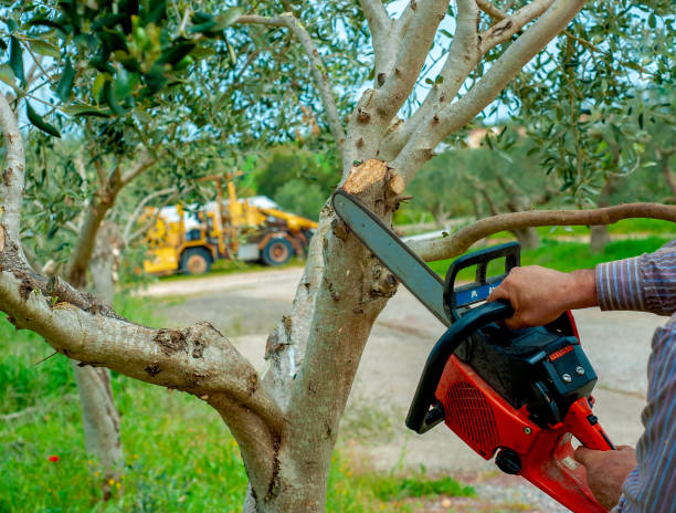 Best Tree Cutting Near Me  in USA